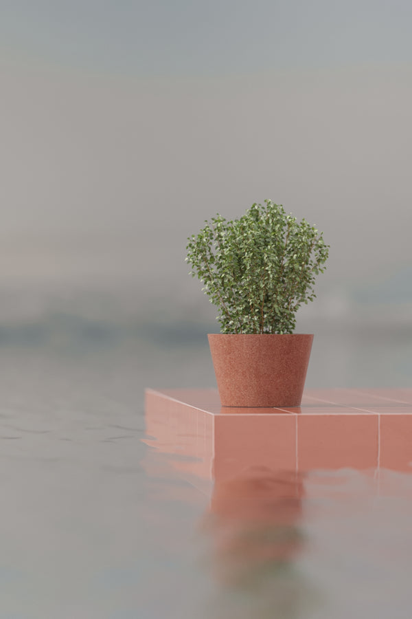 Flora